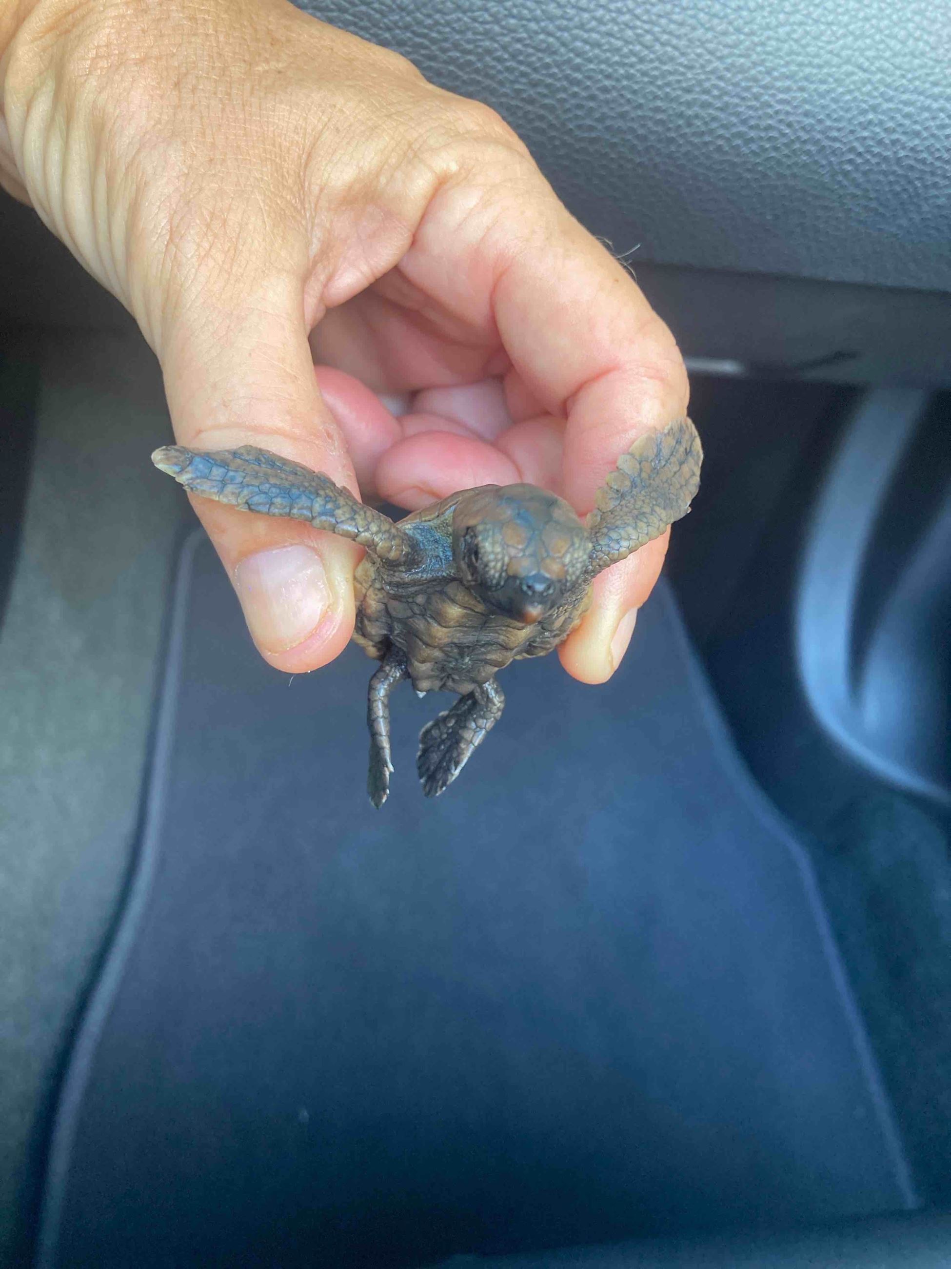 sea turtle hatchling august 2020