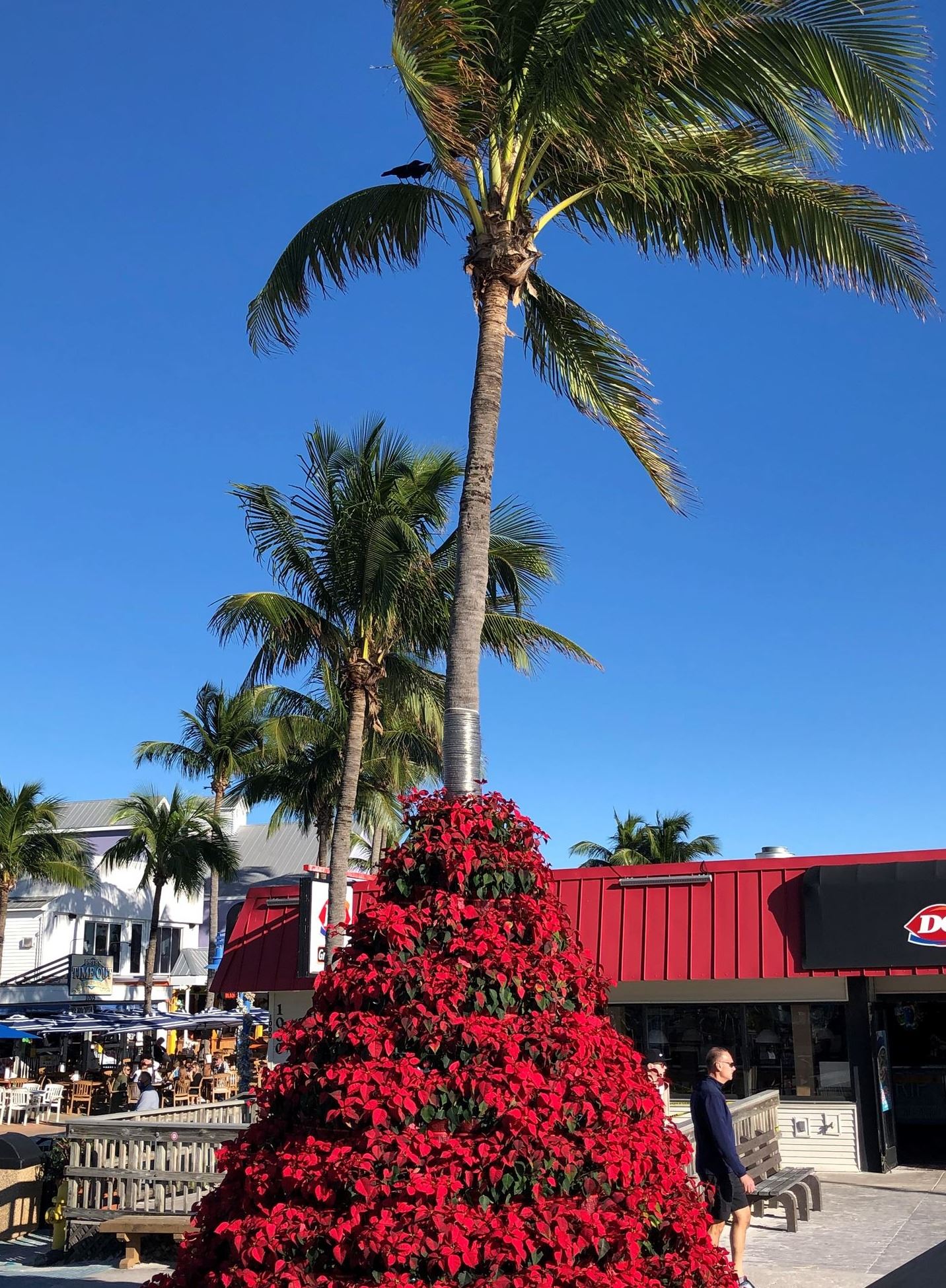 poinsetta tree times square dec 2020 (6)