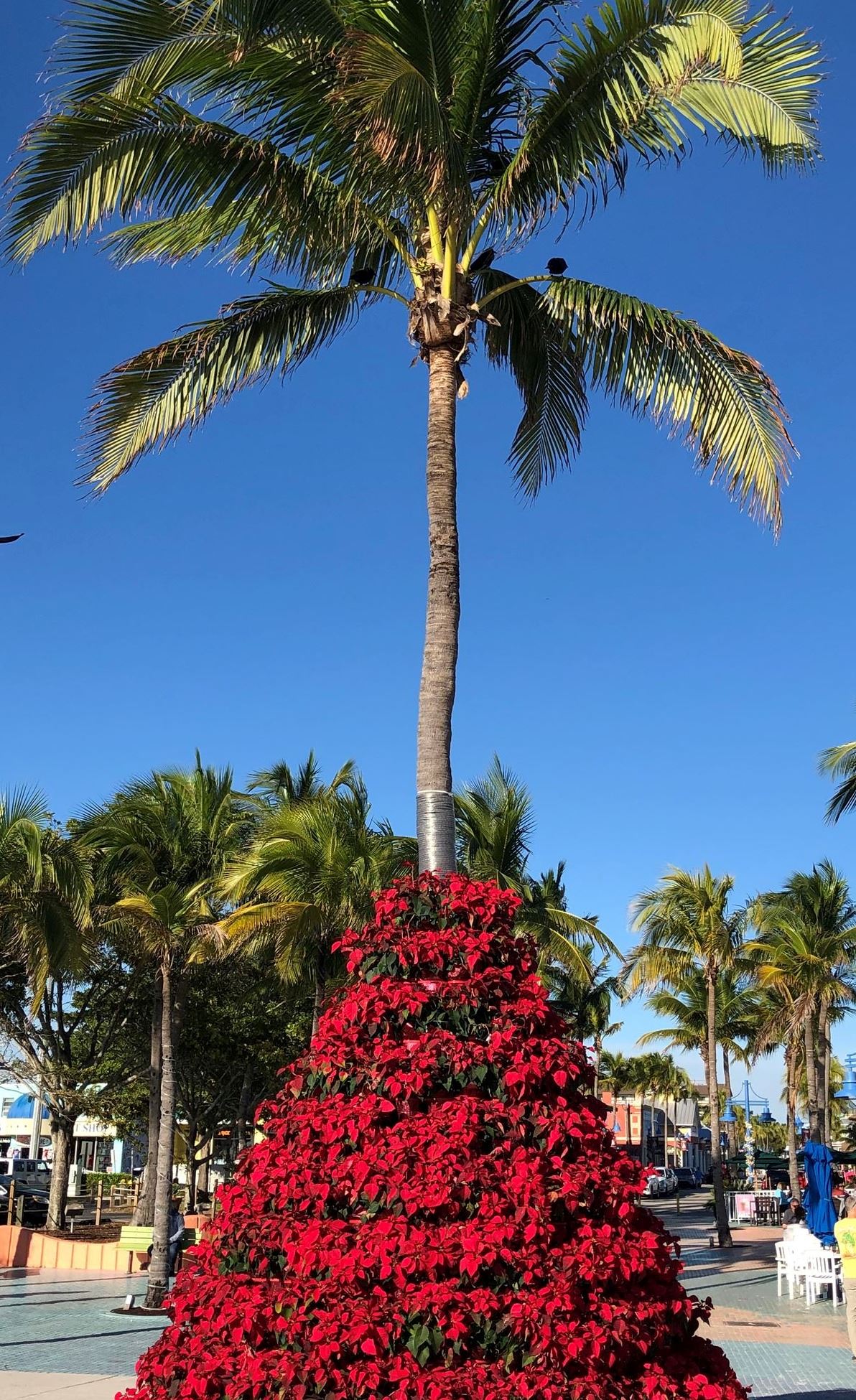 poinsetta tree times square dec 2020 (11)