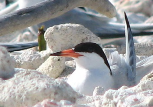 beachnestingbirdsbrochure_Page_1