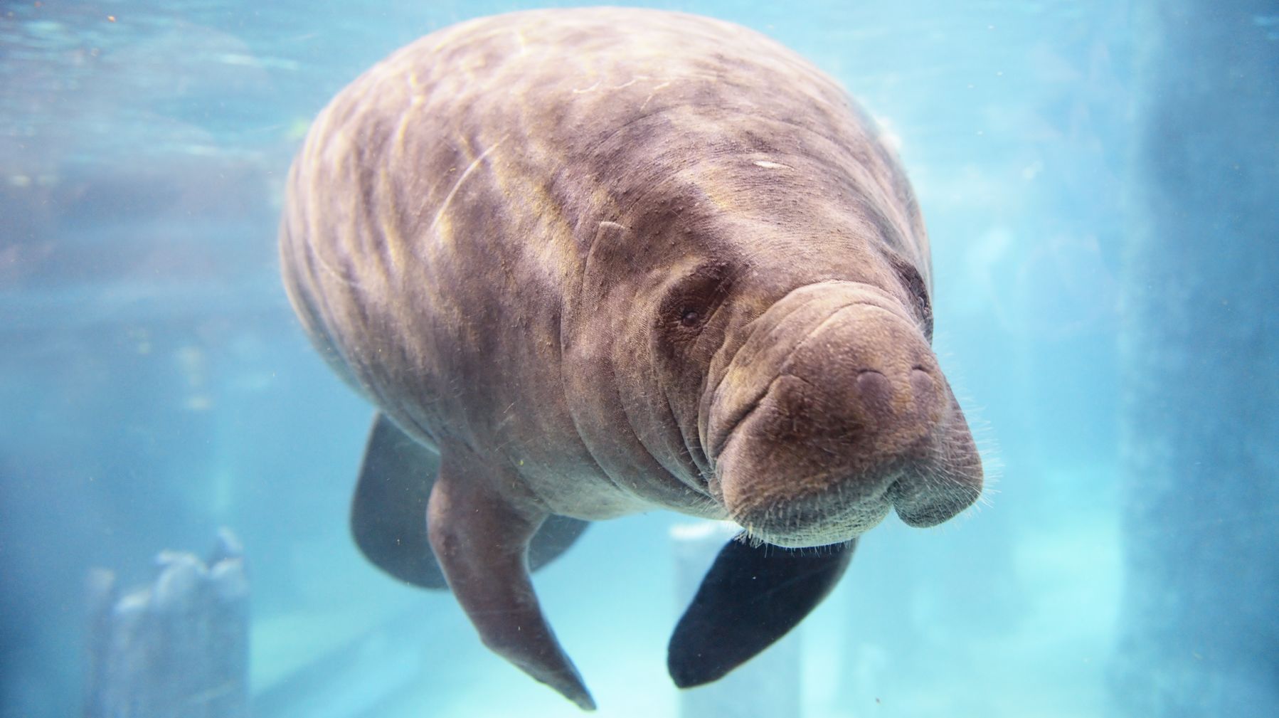 manatees