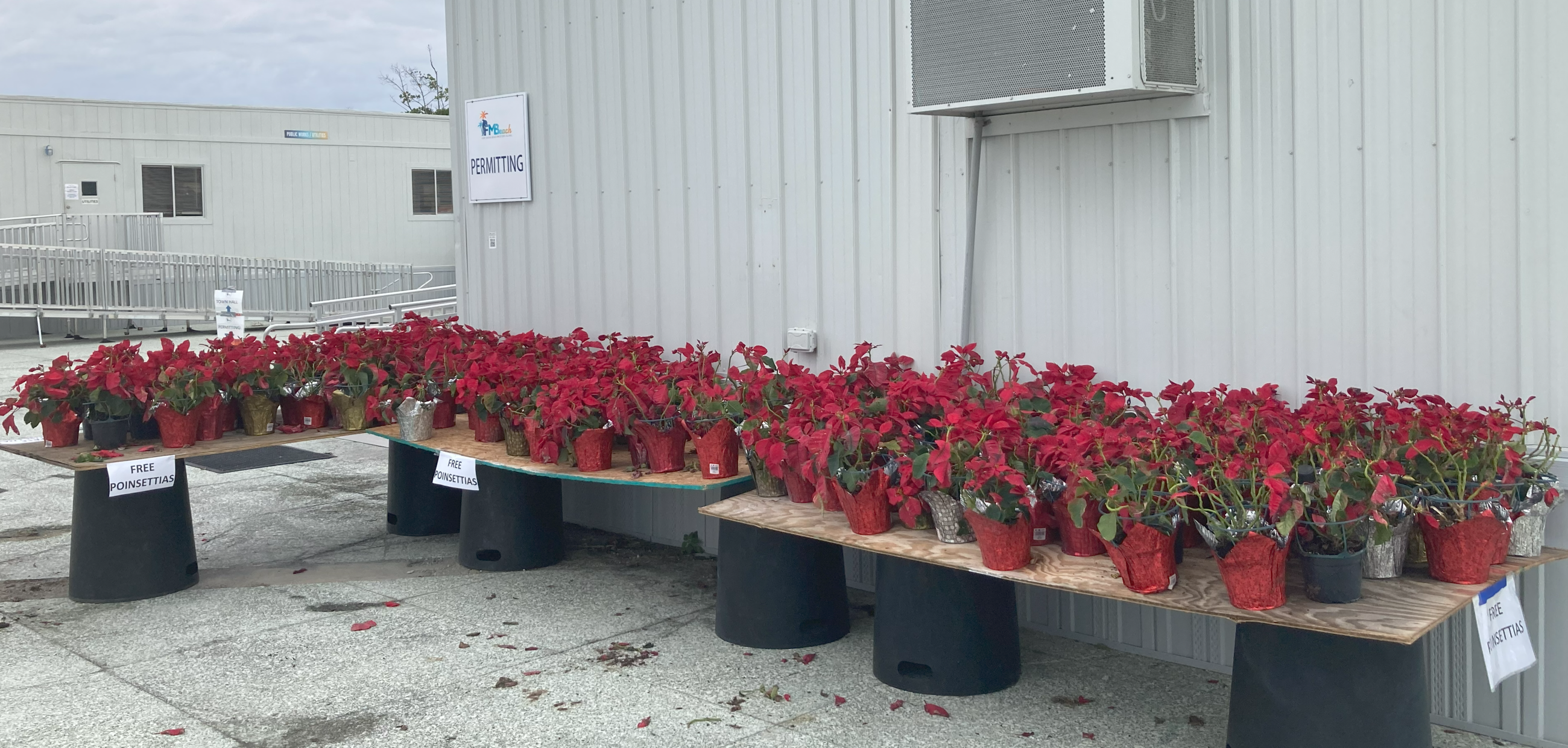 Poinsettias